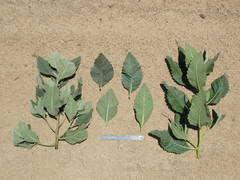 Eriodictyon crassifolium