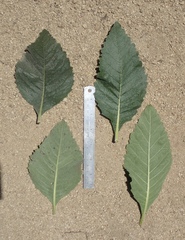 Eriodictyon crassifolium