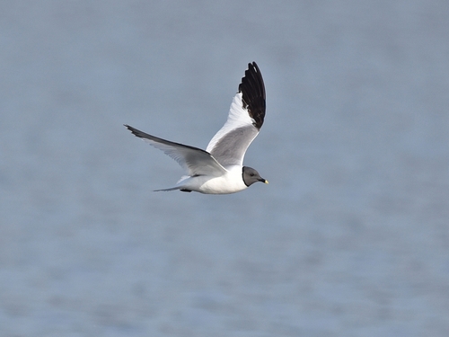 Gaviota de Sabine (Xema sabini)