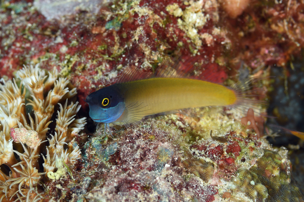 Eyespot Blenny