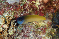 Eyespot Blenny photo 1