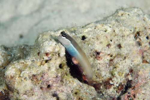 Shirley's coralblenny (Ecsenius shirleyae) — Blenniidae — 2