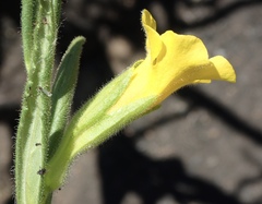 Diplacus clevelandii