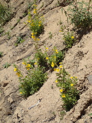 Diplacus clevelandii