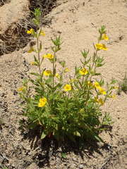 Diplacus clevelandii