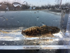 Cottus bairdii