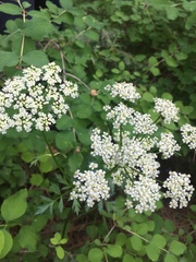 Ligusticum grayi