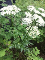 Ligusticum grayi