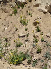 Diplacus clevelandii