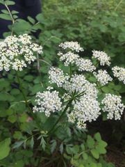 Ligusticum grayi
