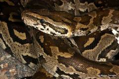 Python natalensis