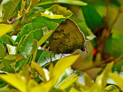 Panthiades hebraeus