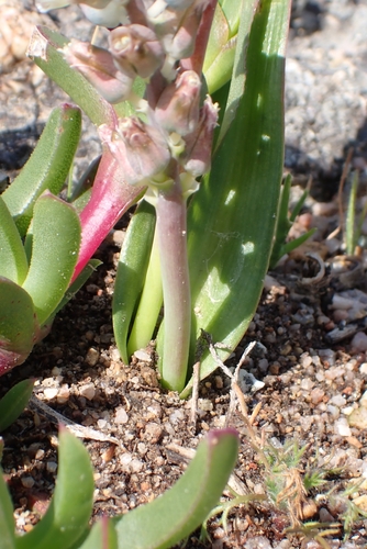 Image of Lachenalia mediana by (c) Karen Eichholz, some rights reserved (CC BY)