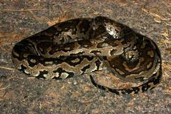 Python natalensis