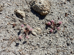 Calyptridium monospermum