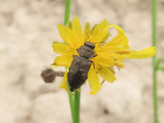 Anthaxia quadripunctata