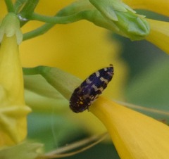 Acmaeodera mixta