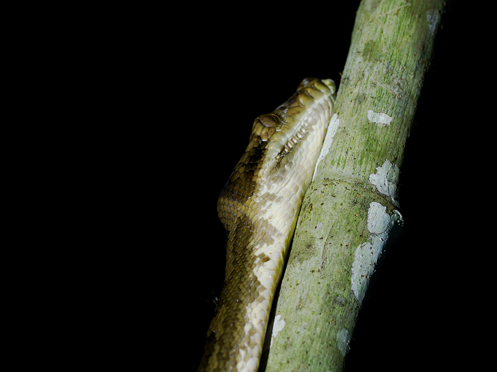 Halmahera Python (Simalia tracyae)