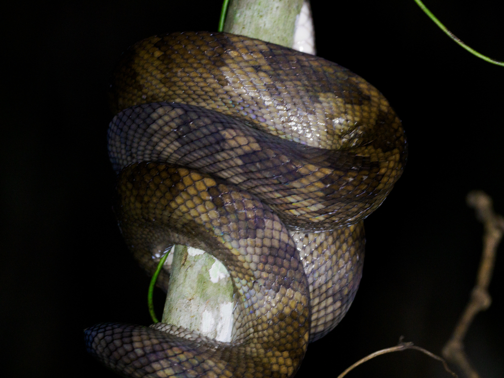Halmahera Python (Simalia tracyae)