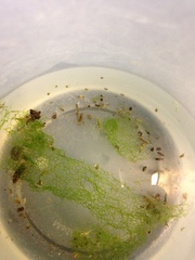 Hydrodictyon reticulatum