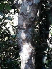 Prunus myrtifolia