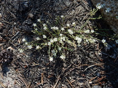 Sabulina nuttallii