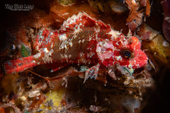 Barchin Scorpionfish photo 1