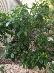 Gardenia jasminoides
