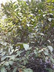 Prunus myrtifolia