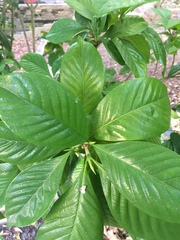 Gardenia jasminoides