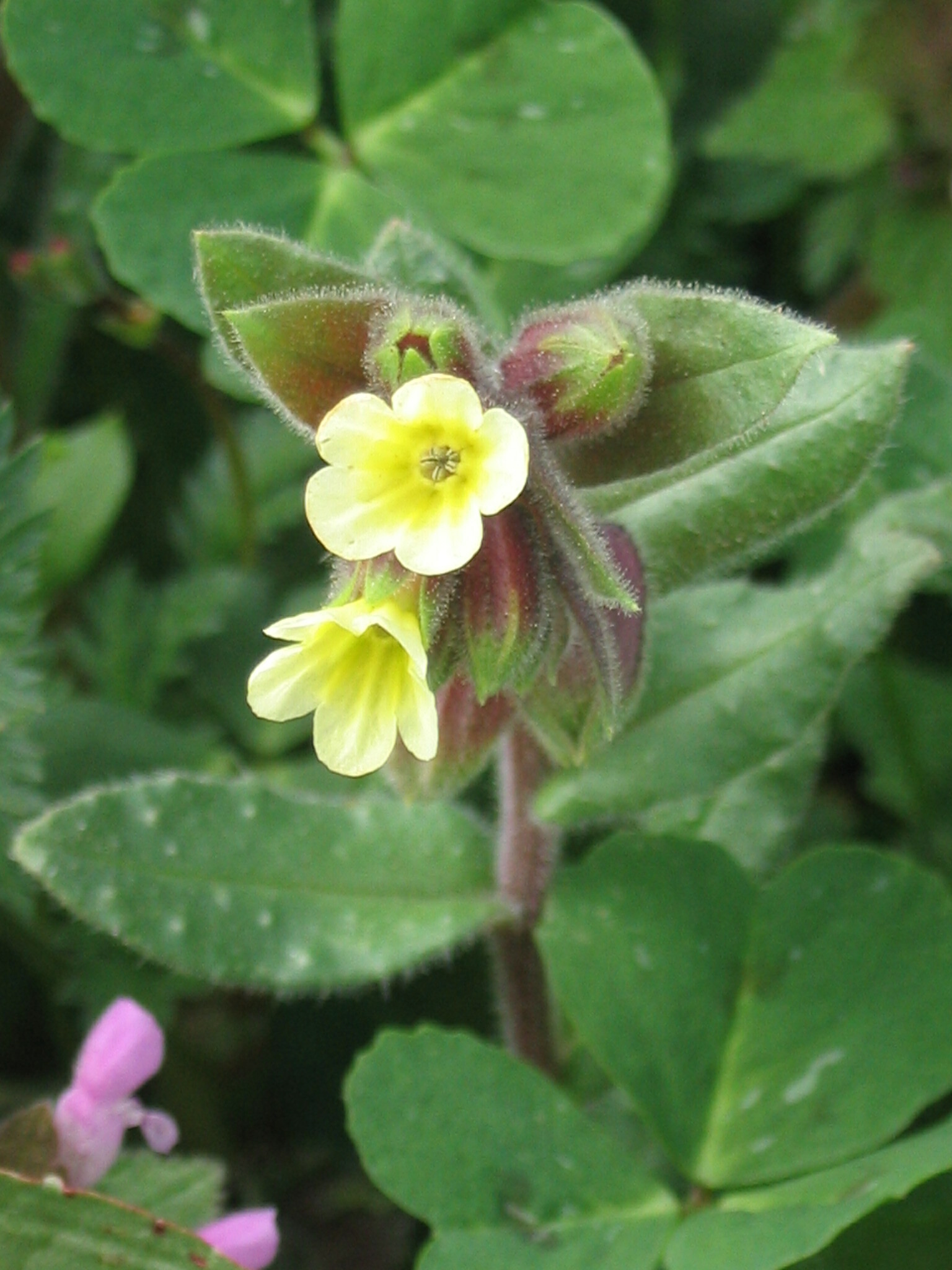 Nonea lutea
