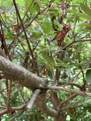 Milesia virginiensis