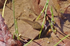 Lithobates chiricahuensis