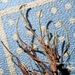 Metarhizium multisynnematum