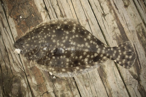 Zuidelijke bot (Paralichthys lethostigma) — Paralichthyidae — 2