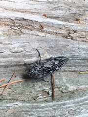 Chalcophora angulicollis