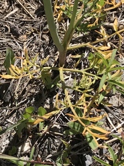 Perideridia bolanderi