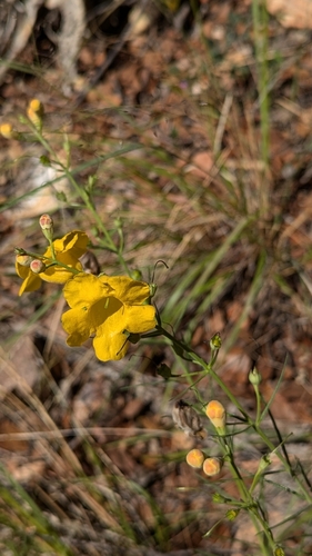 Arizona desert foxglove (Brachystigma wrightii)