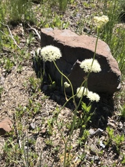 Perideridia bolanderi