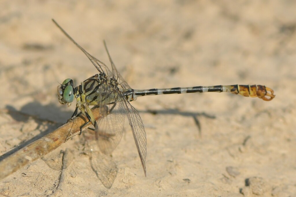 Pale Pincertail