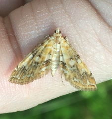 Elophila icciusalis