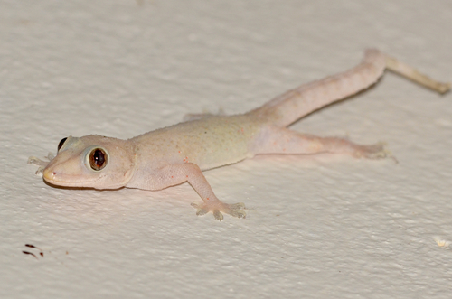 Tropical House Gecko, photo 7 of 8