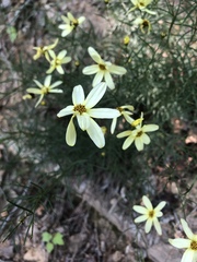 Coreopsis verticillata