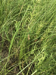 Carex sartwellii
