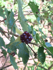 Rubus deliciosus