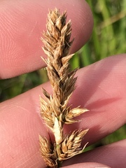 Carex sartwellii