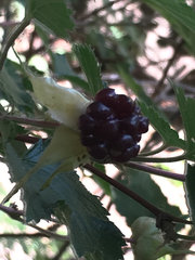 Rubus deliciosus