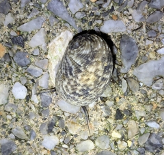リュウキュウアマガイ