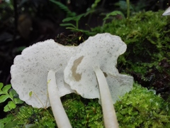 Filoboletus gracilis