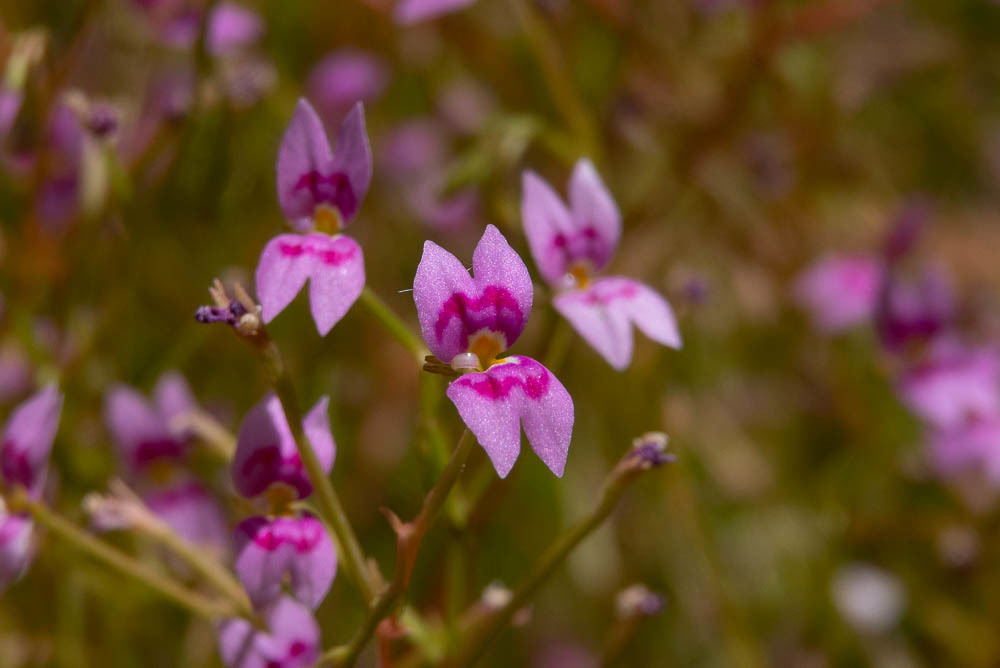Stylidium fluminense